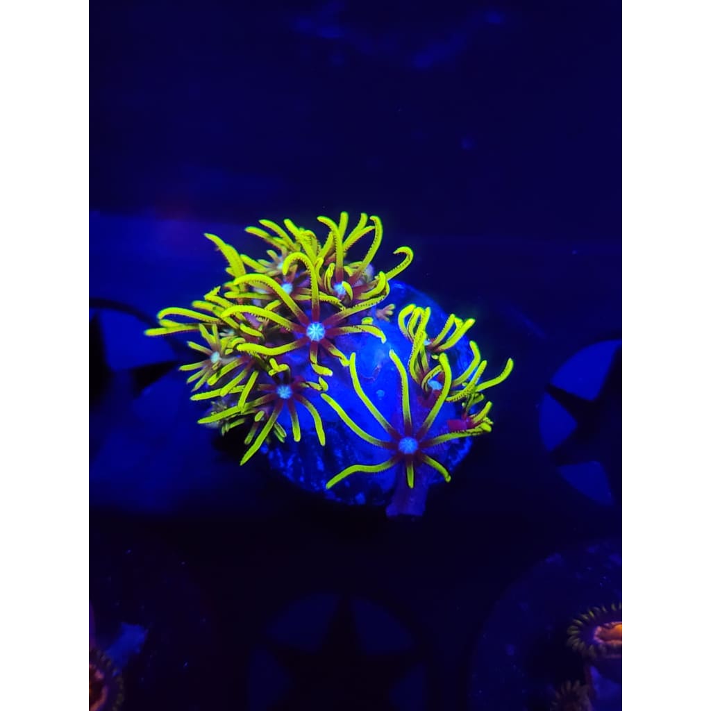 Green Star Polyp Frag WYSIWYG!