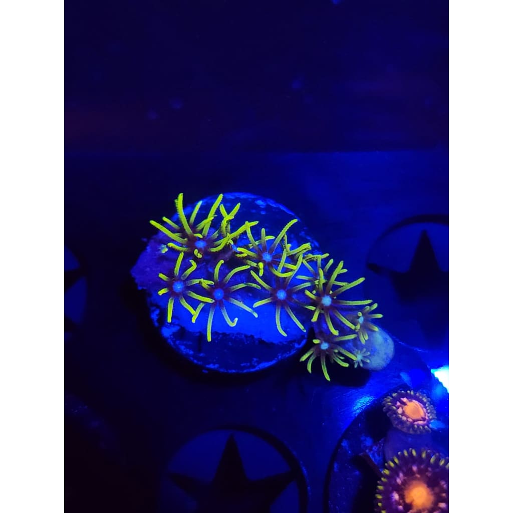 Green Star Polyp Frag WYSIWYG!