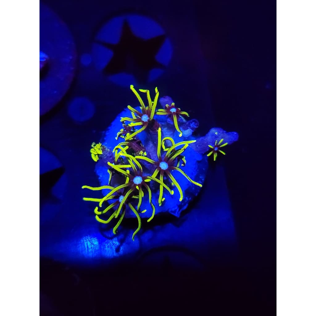 Green Star Polyp Frag WYSIWYG!