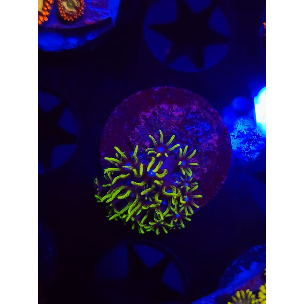 Green Star Polyp WYSIWYG!
