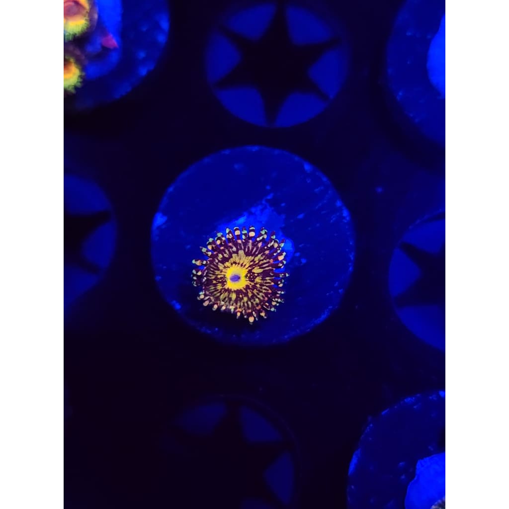 Grim Reaper Zoanthid Frag WYSIWYG!