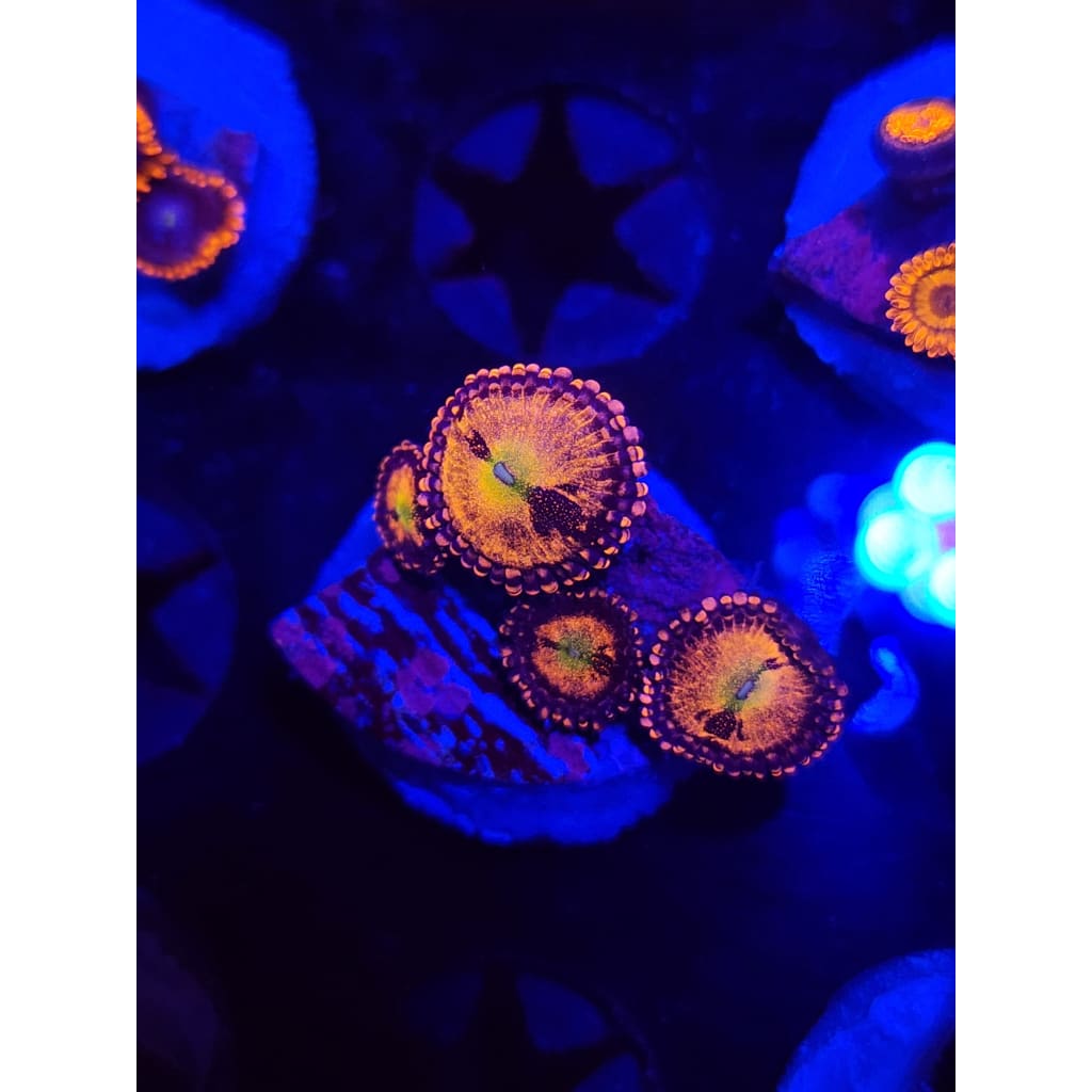 Halle Berry Zoanthid Frag WYSIWYG!