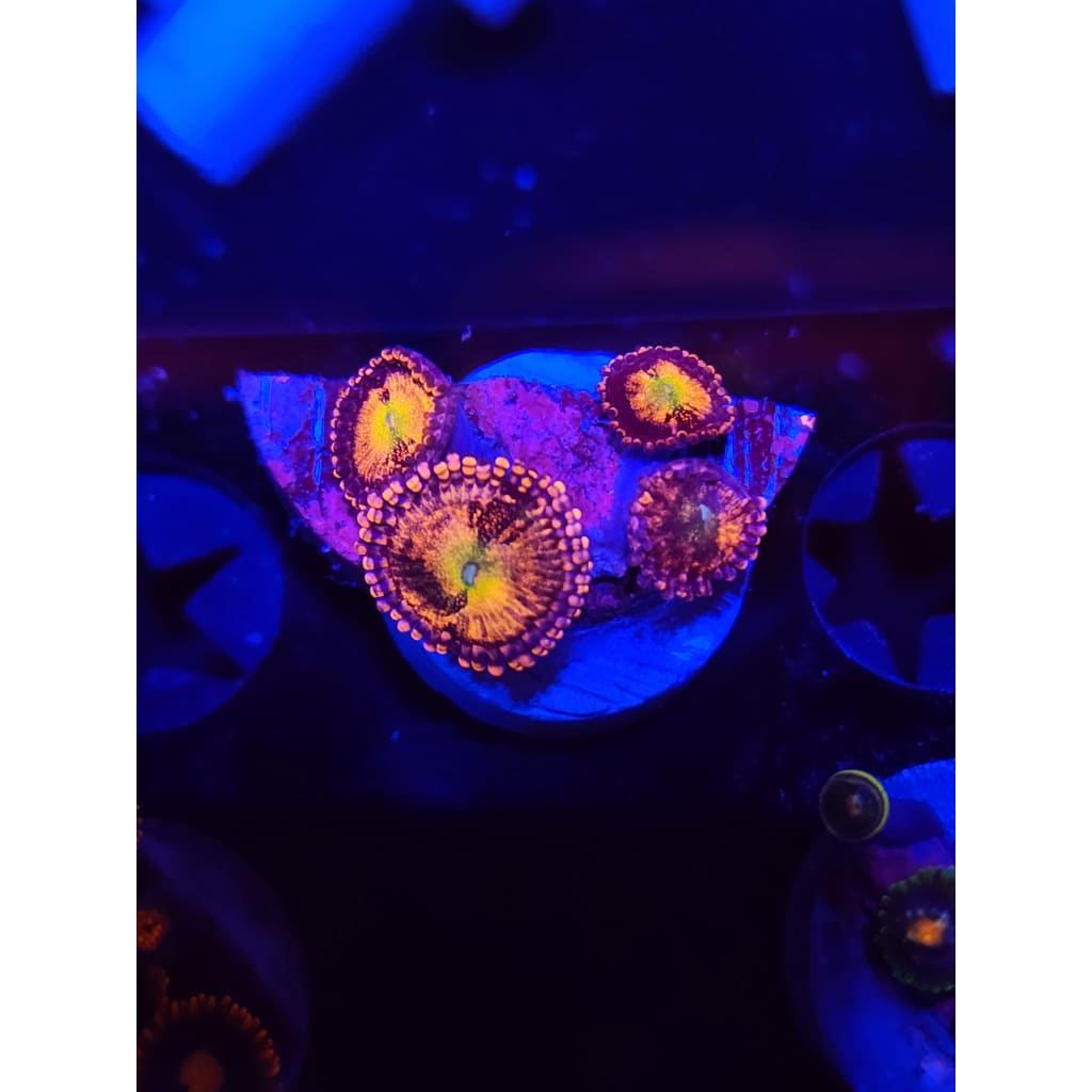 Halle Berry Zoanthid Frag WYSIWYG!