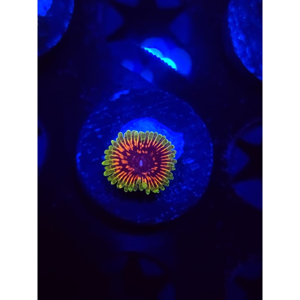 Hallucination Zoanthid Frag WYSIWYG!
