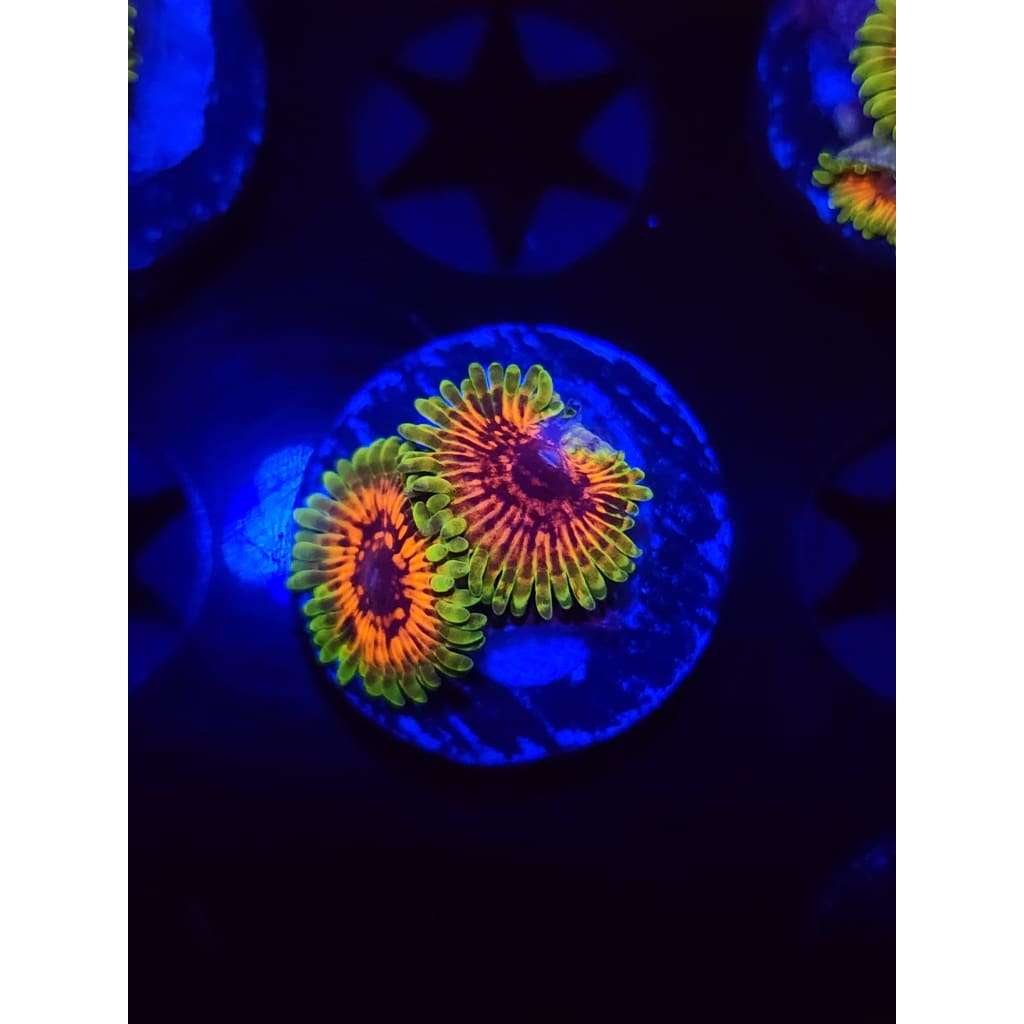 Hallucination Zoanthid Frag WYSIWYG!