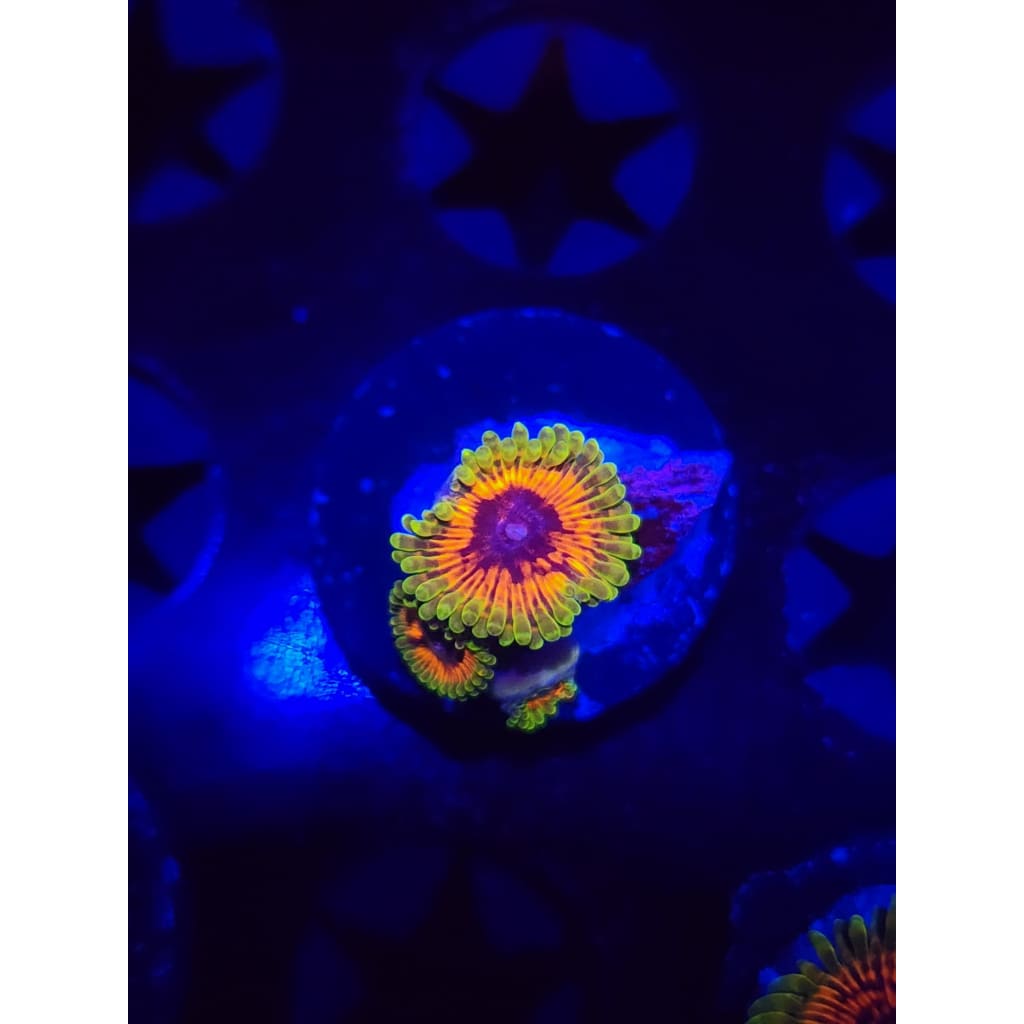 Hallucination Zoanthid Frag WYSIWYG!