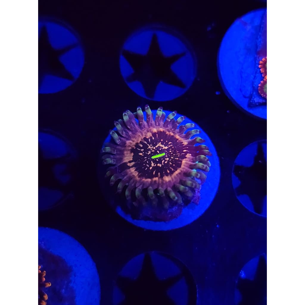Hawaiian Ding Dang Zoanthid Frag WYSIWYG!