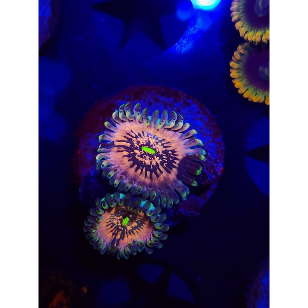 Hawaiian Ding Dang Zoanthid Frag WYSIWYG!