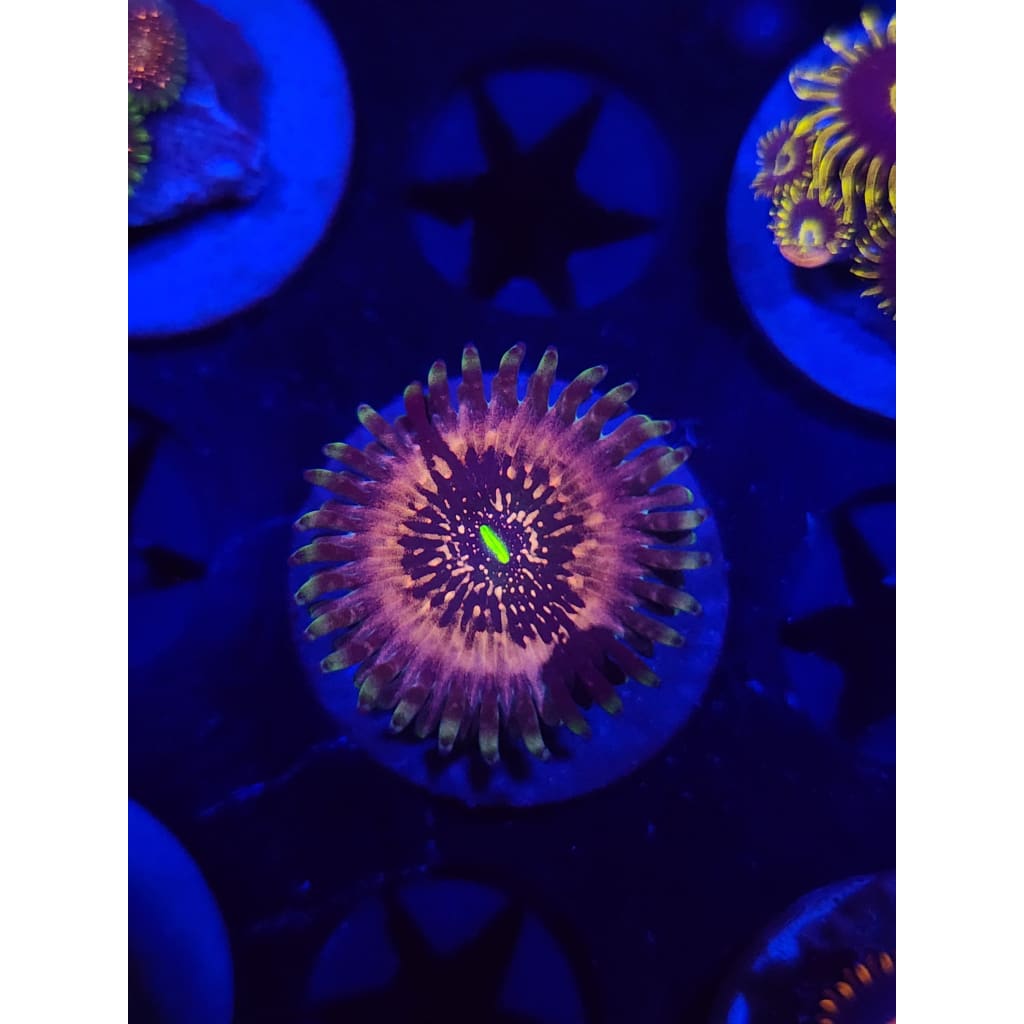 Hawaiian Ding Dang Zoanthid Frag WYSIWYG!