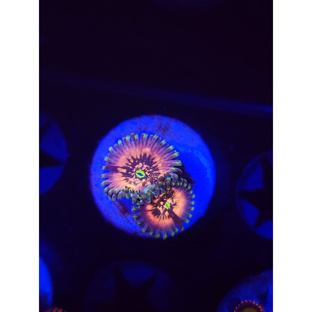 Hawaiian Ding Dang Zoanthid Frag WYSIWYG!