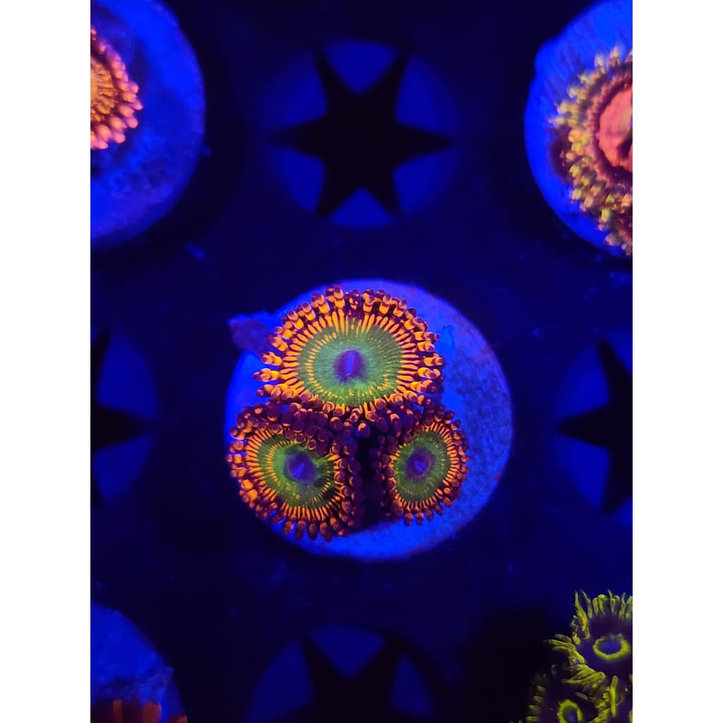 Hephaestus Zoanthid Frag WYSIWYG!