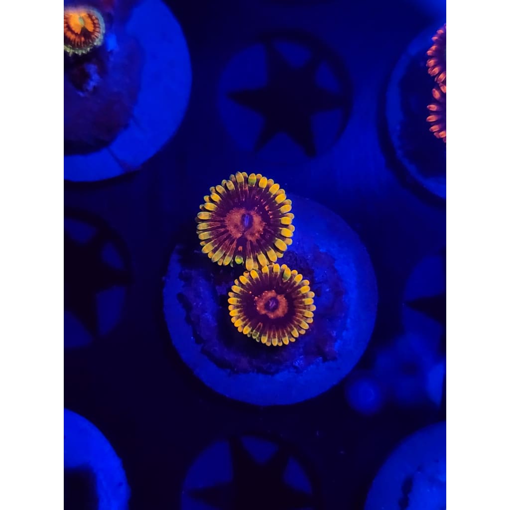 Jedi Mindtrick Zoanthid Frag WYSIWYG!