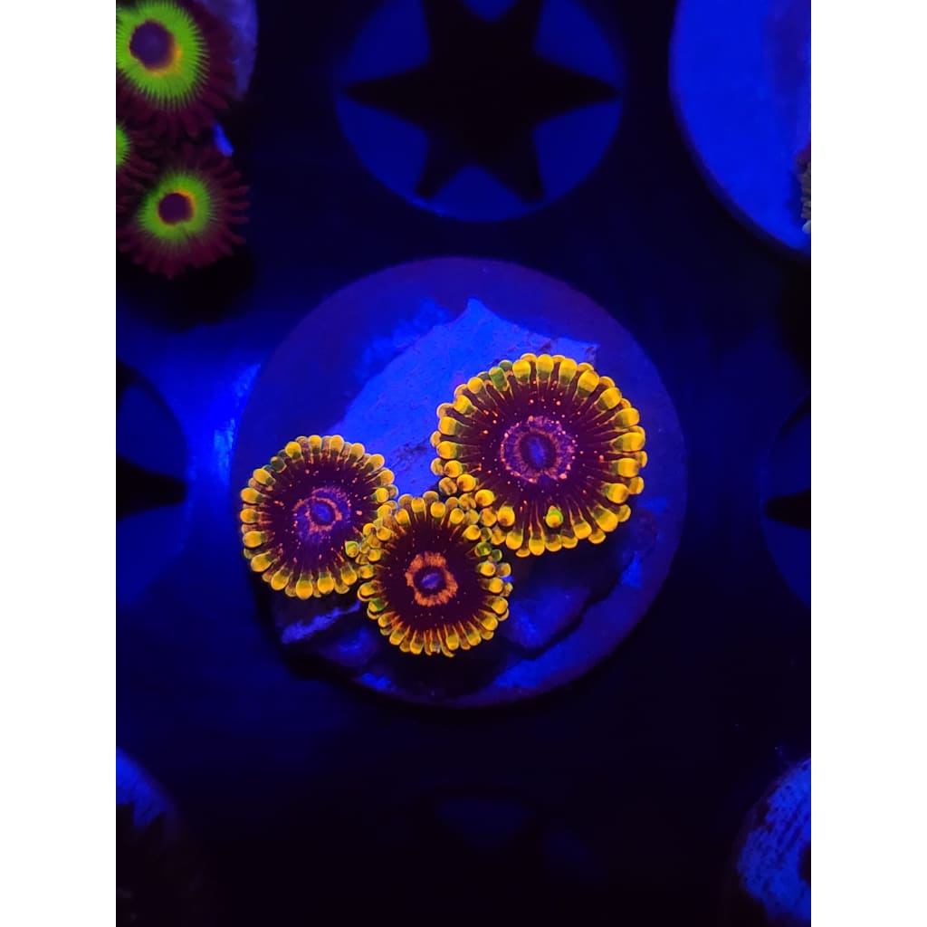 Jedi Mindtrick Zoanthid Frag WYSIWYG!
