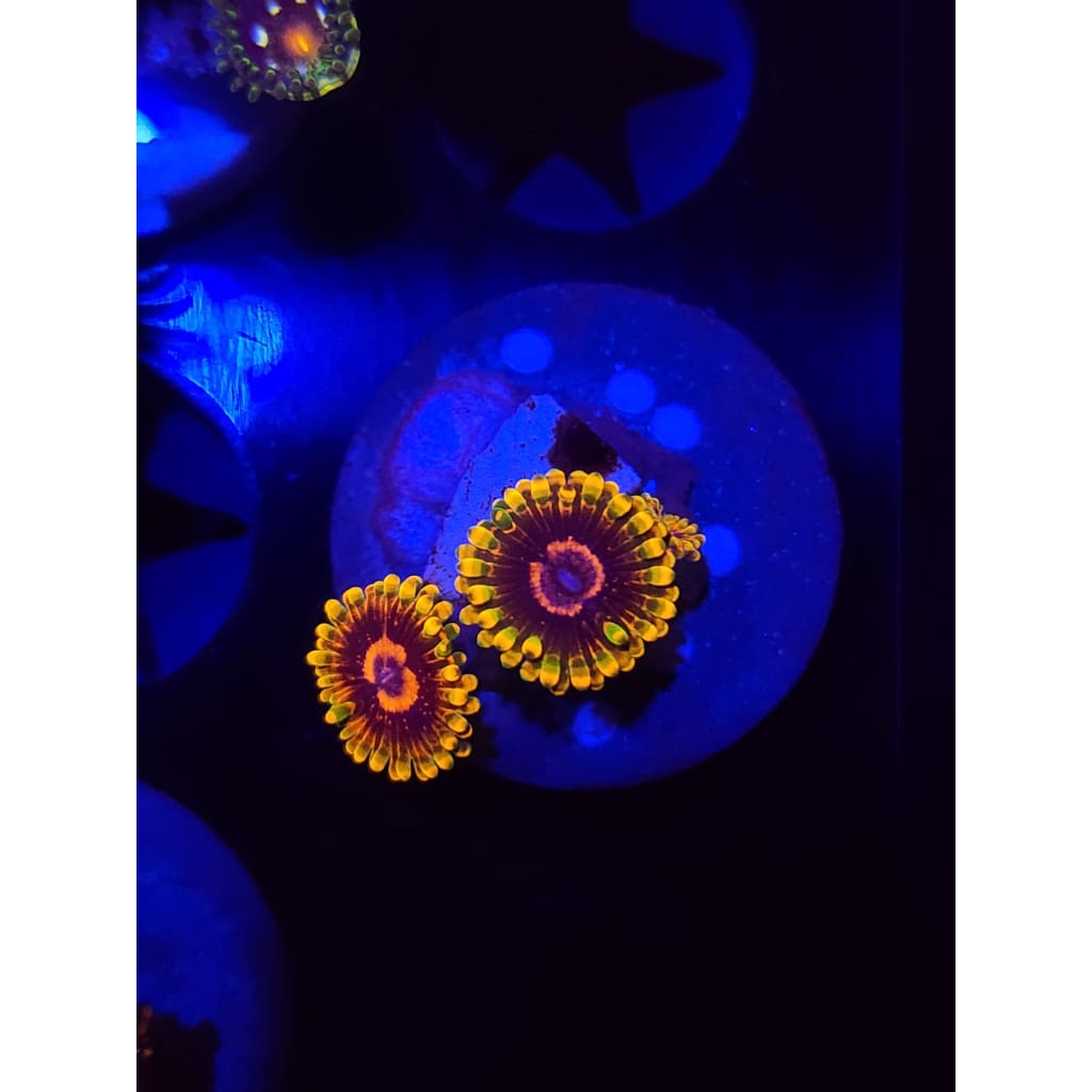 Jedi Mindtrick Zoanthid Frag WYSIWYG!