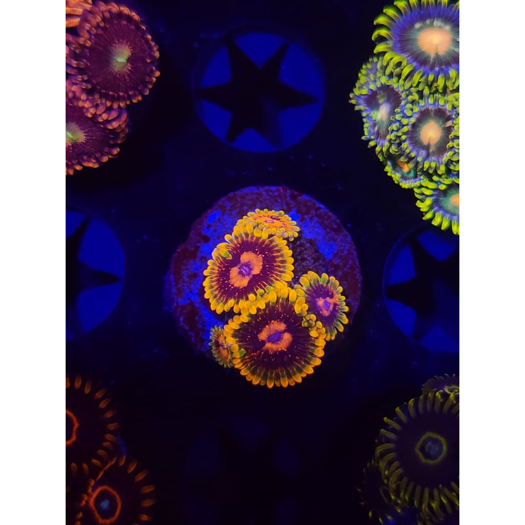 Jedi Mindtrick Zoanthid Frag WYSIWYG!