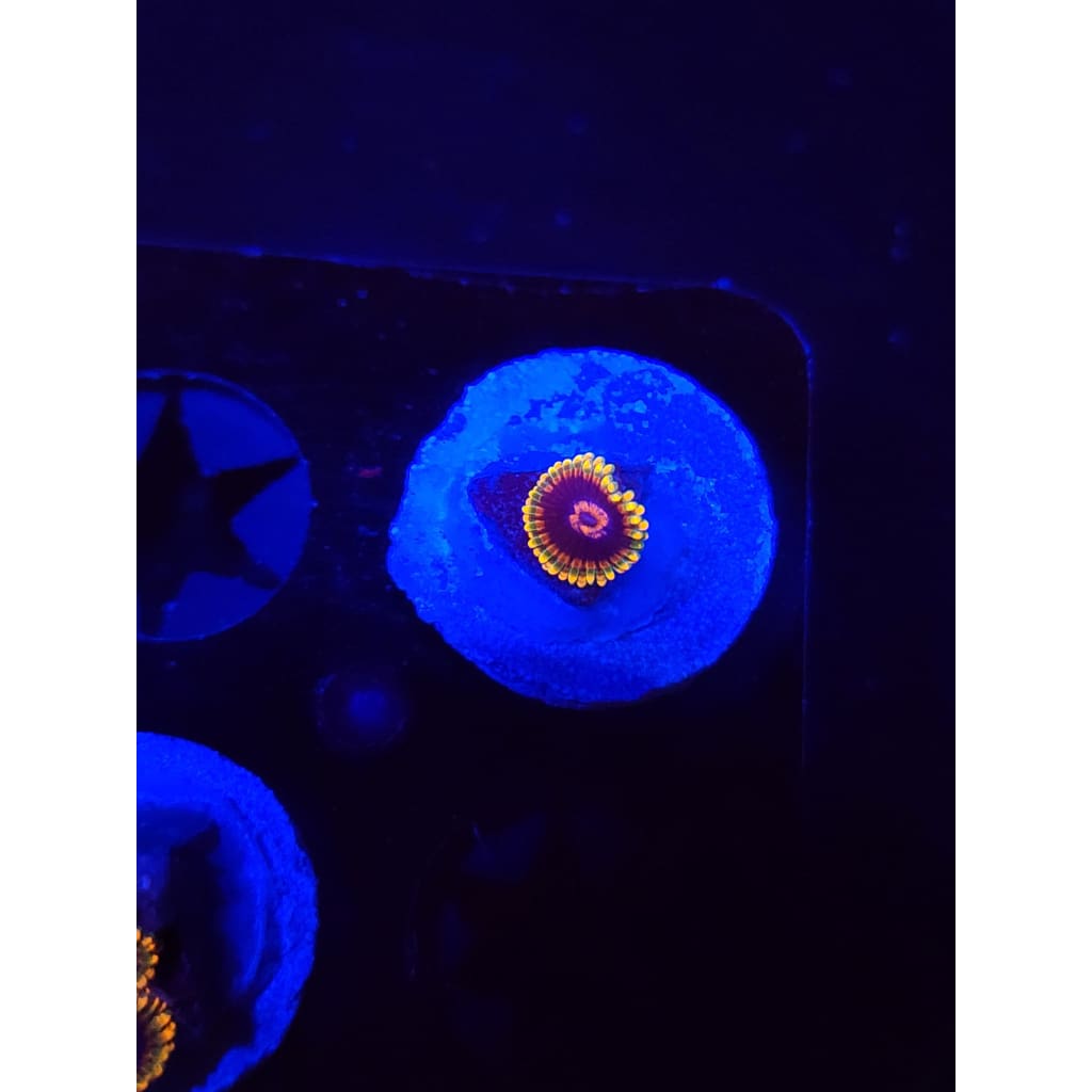 Jedi Mindtrick Zoanthid Frag WYSIWYG!