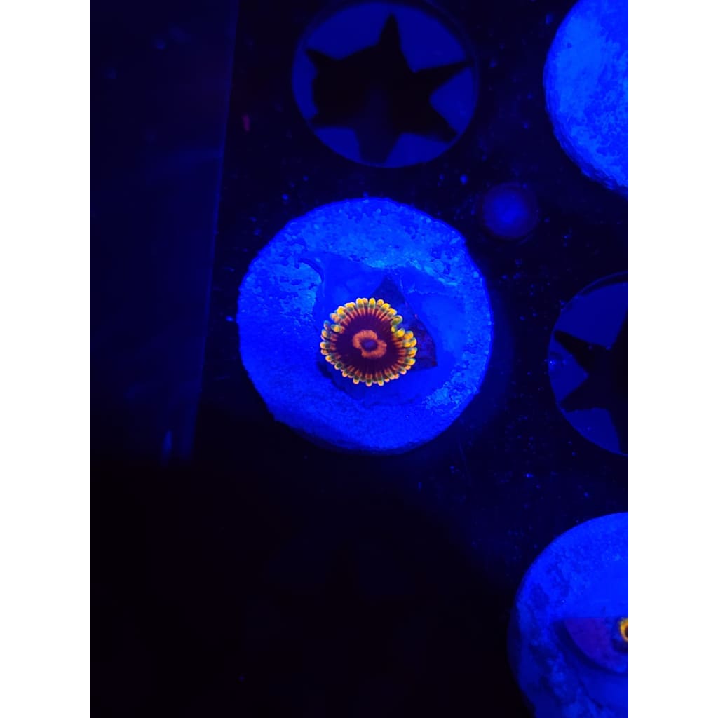 Jedi Mindtrick Zoanthid Frag WYSIWYG!