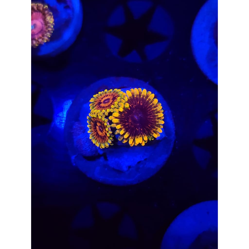 Jedi Mindtrick Zoanthid Frag WYSIWYG!