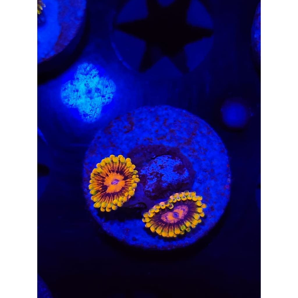 Jedi Mindtrick Zoanthid Frag WYSIWYG!