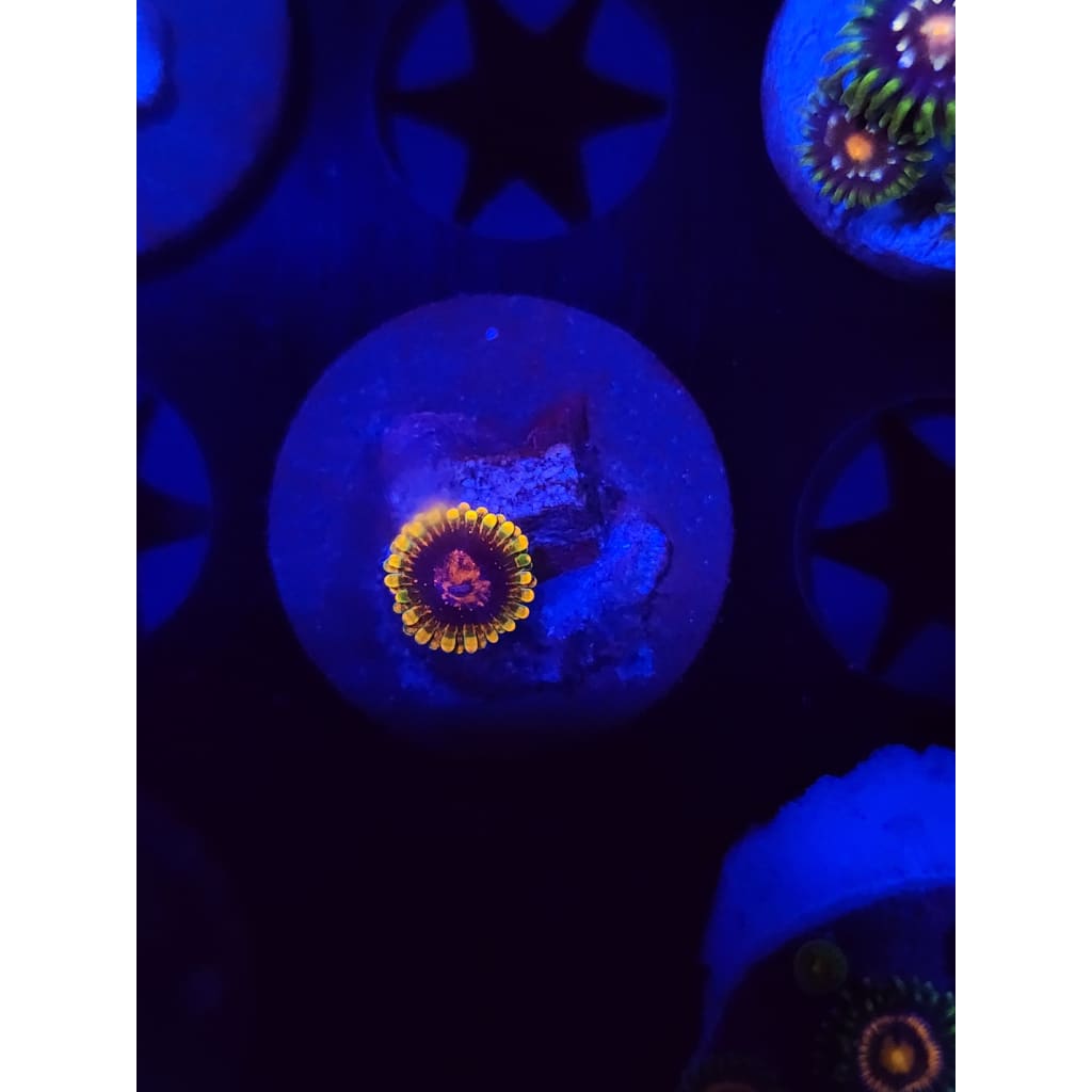Jedi Mindtrick Zoanthid Frag WYSIWYG!