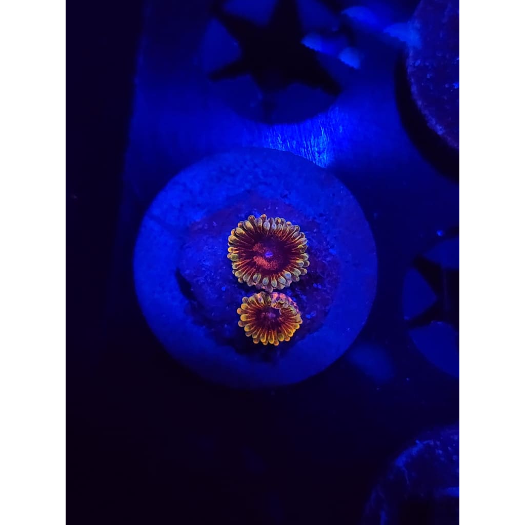Jedi Mindtrick Zoanthid Frag WYSIWYG!