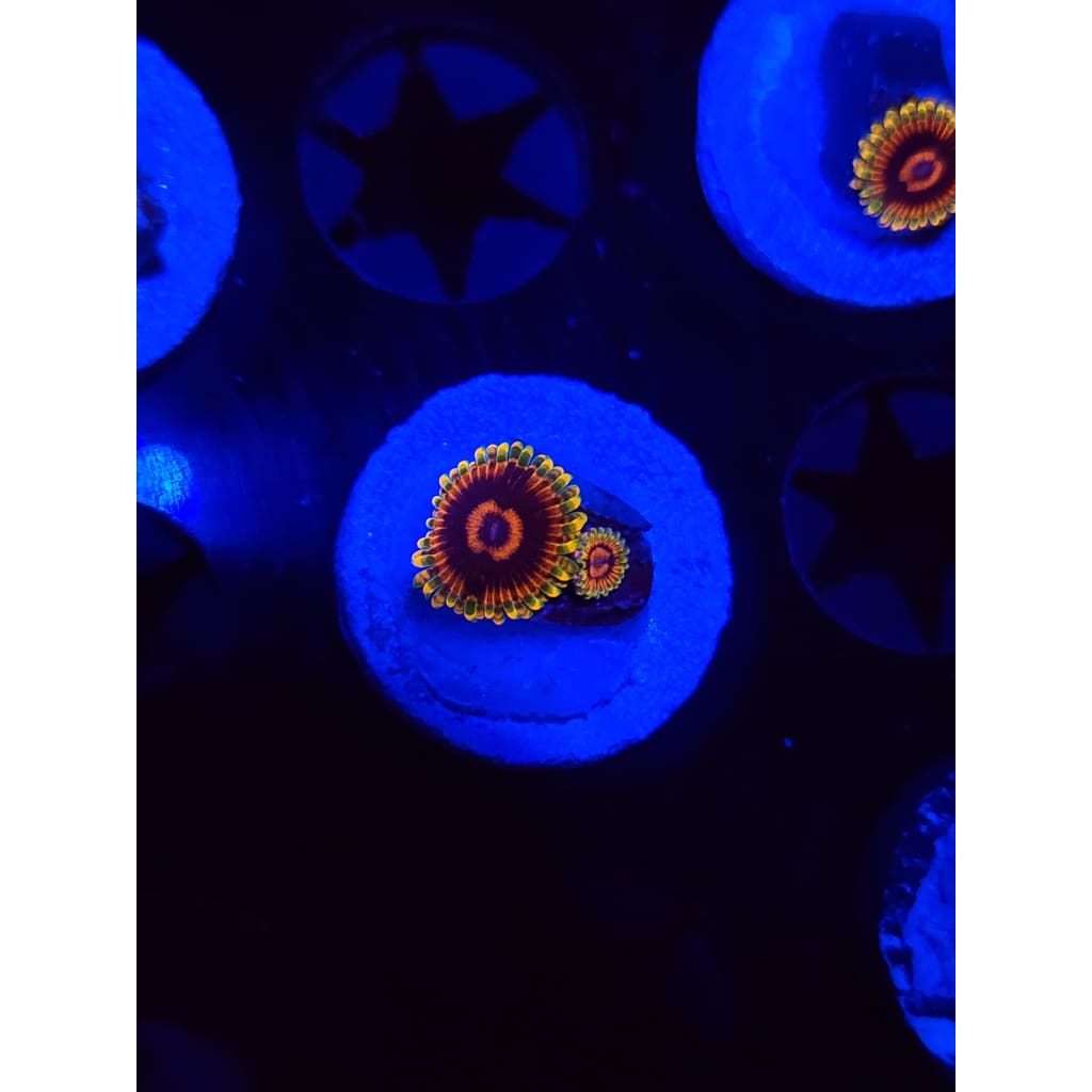 Jedi Mindtrick Zoanthid Frag WYSIWYG!