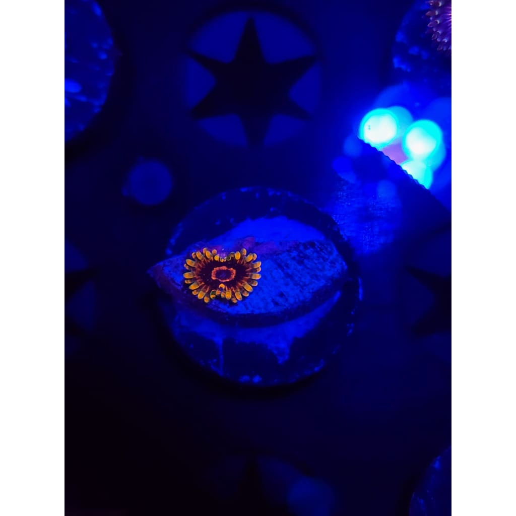 Jedi Mindtrick Zoanthid Frag WYSIWYG!