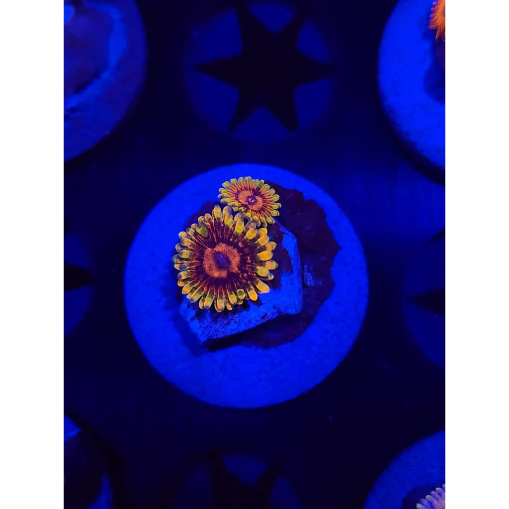 Jedi Mindtrick Zoanthid Frag WYSIWYG!