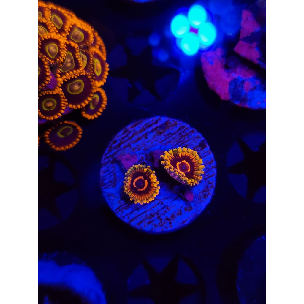 Jedi Mindtrick Zoanthid Frag WYSIWYG!