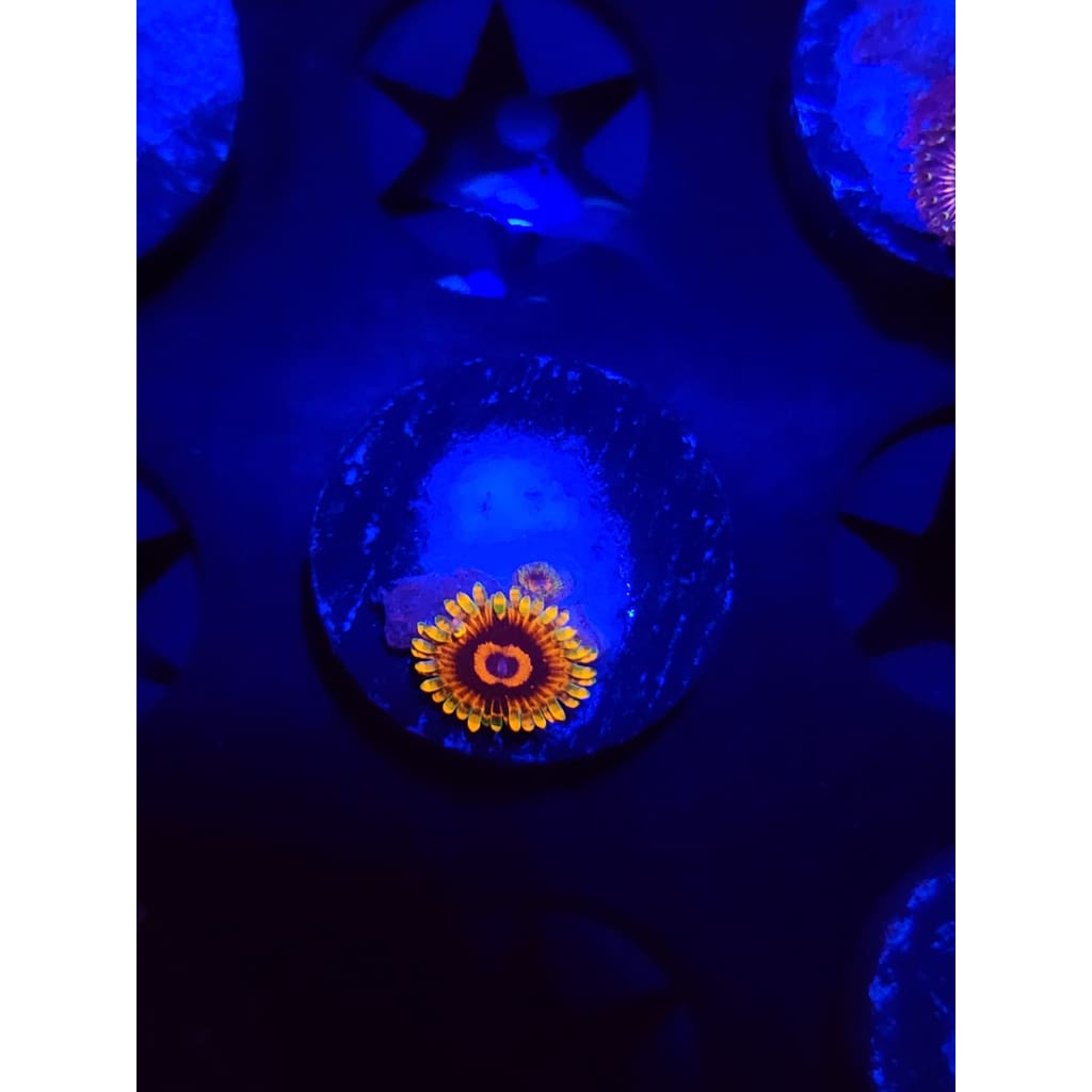 Jedi Mindtrick Zoanthid Frag WYSIWYG!