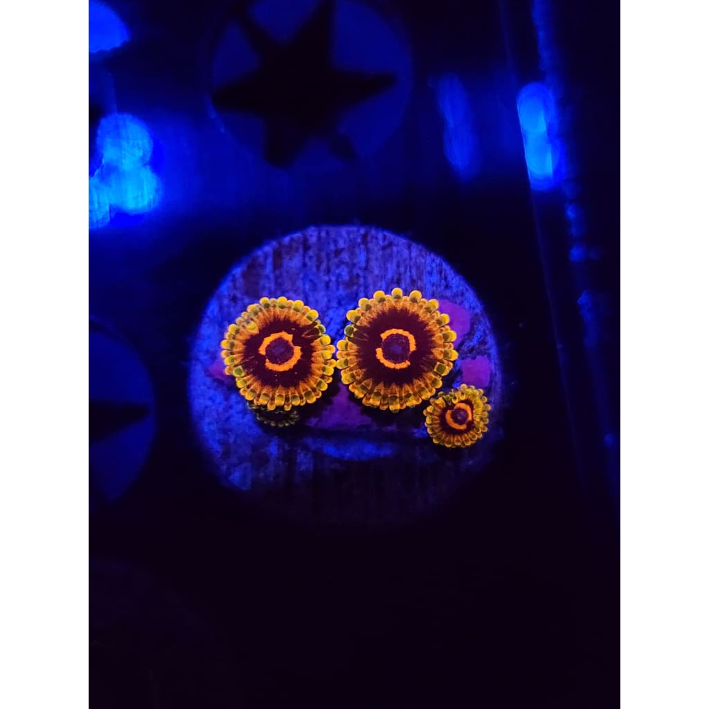 Jedi Mindtrick Zoanthid Frag WYSIWYG!