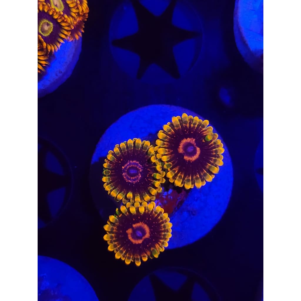 Jedi Mindtrick Zoanthid Frag WYSIWYG!
