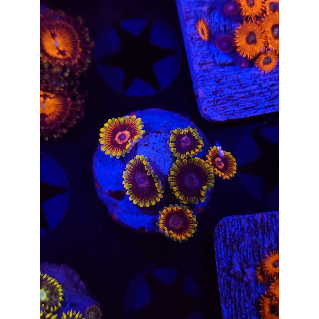 Jedi Mindtrick Zoanthid Frag WYSIWYG!