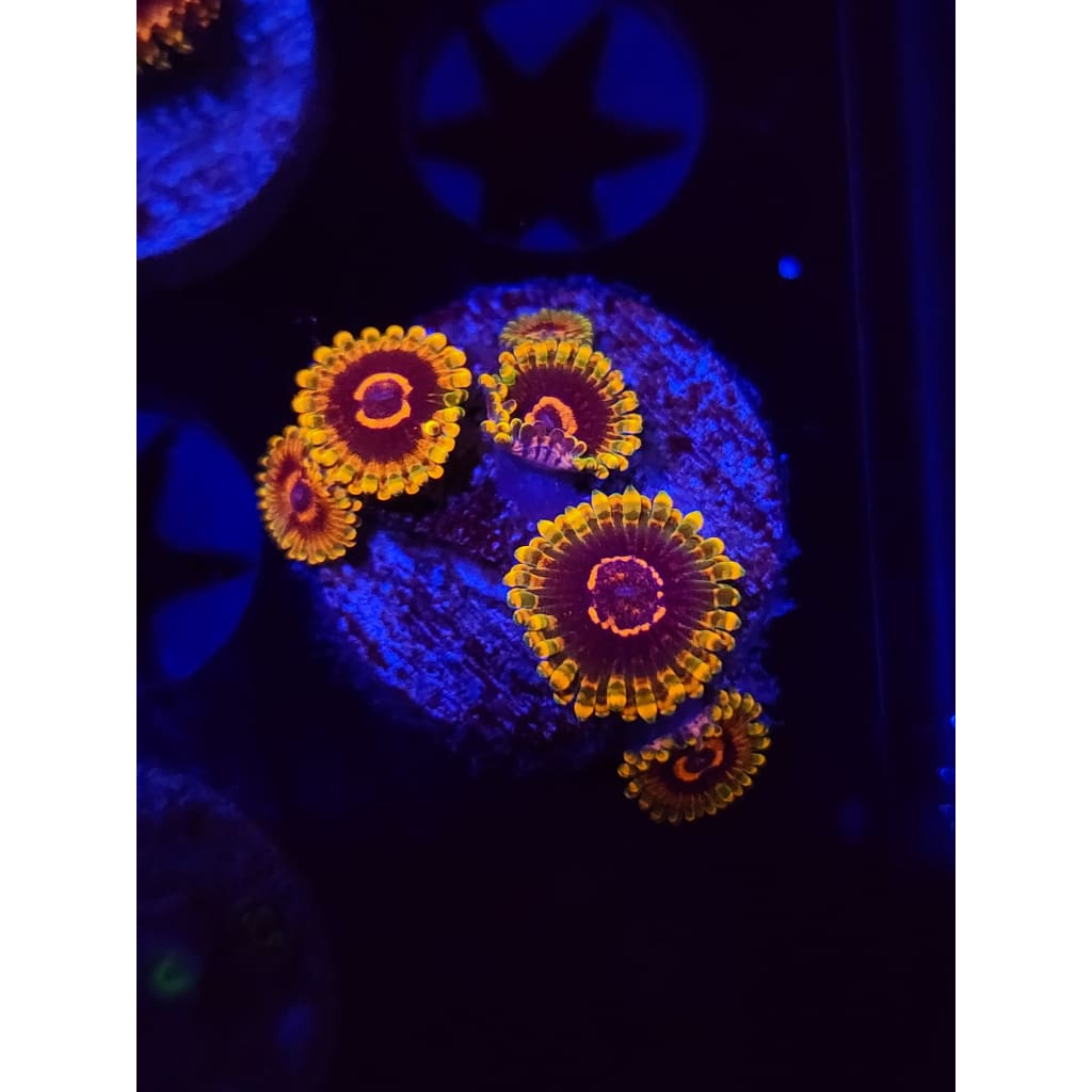 Jedi Mindtrick Zoanthid Frag WYSIWYG!