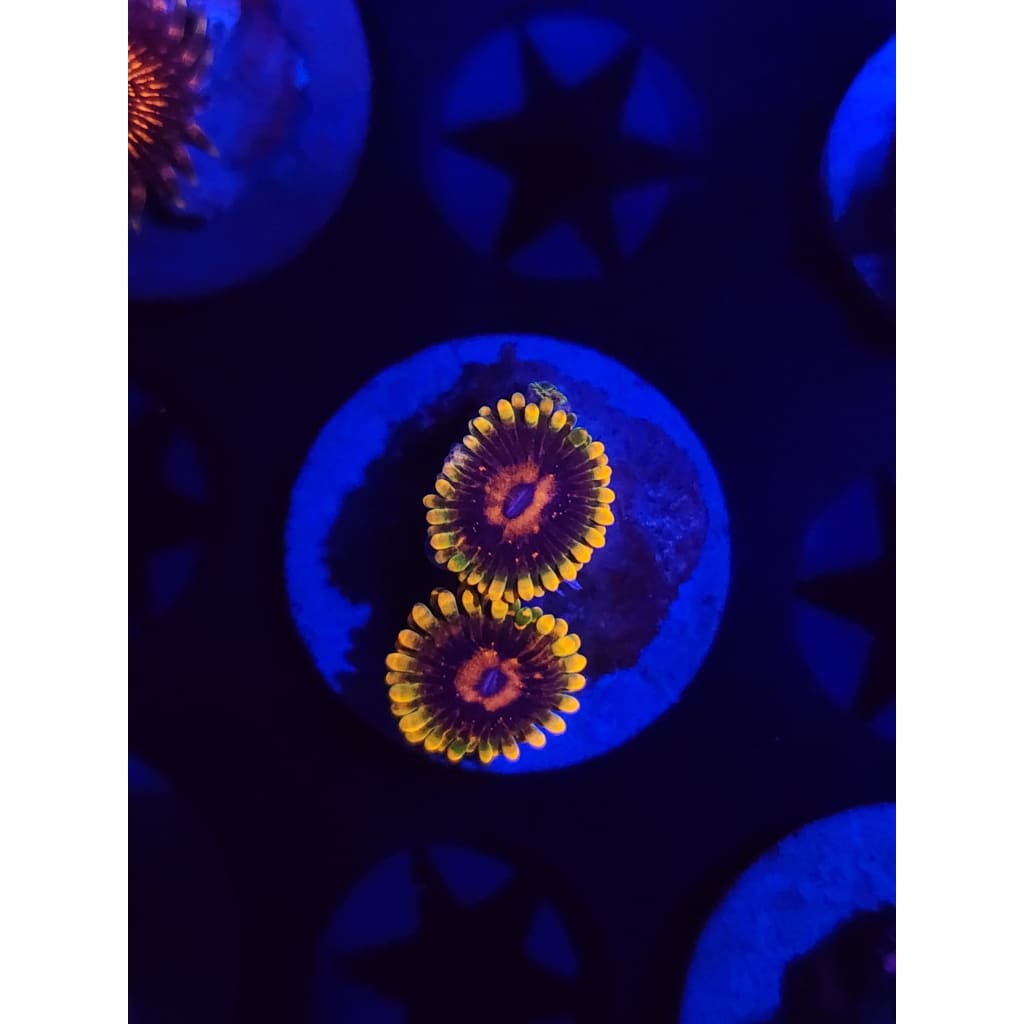 Jedi Mindtrick Zoanthid Frag WYSIWYG!