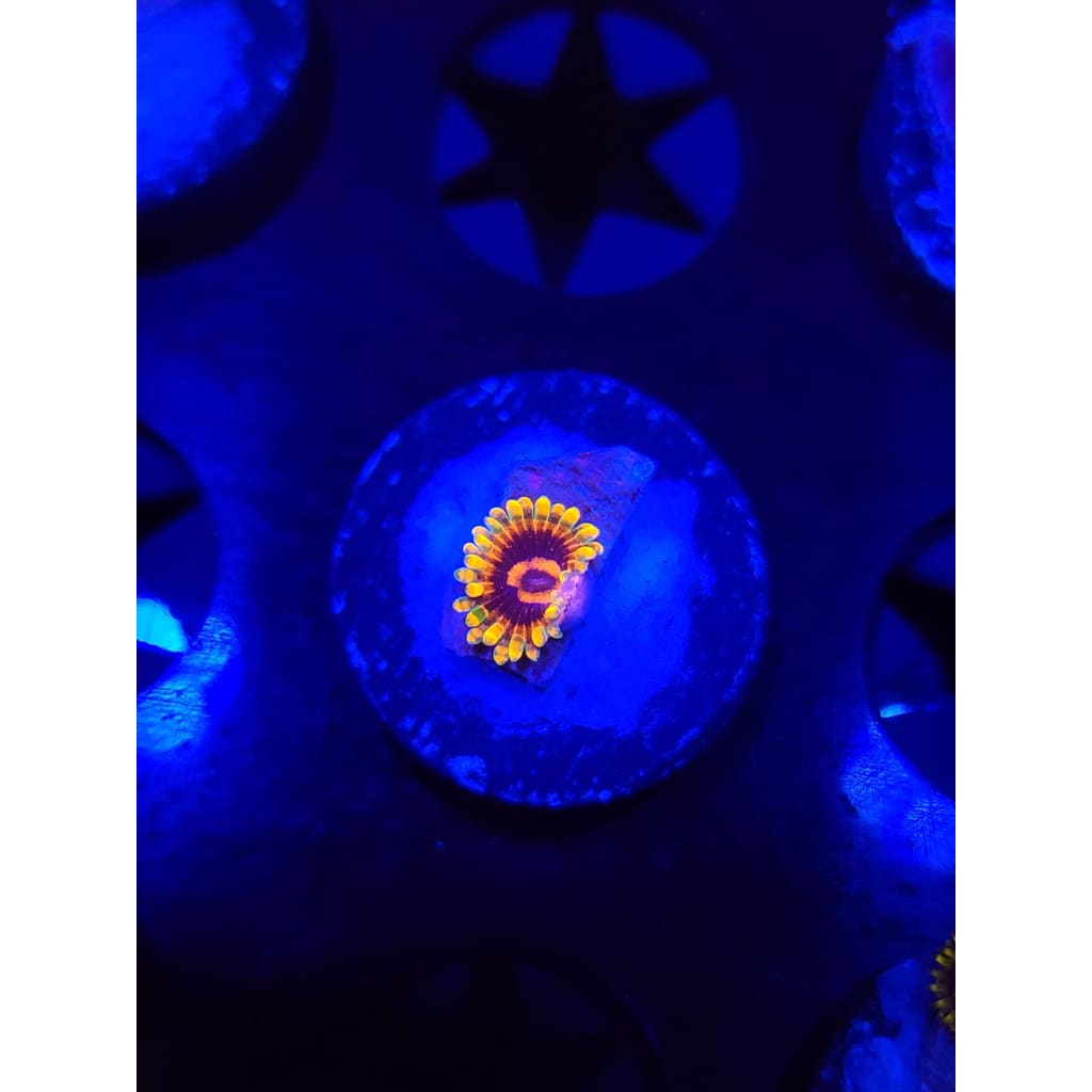 Jedi Mindtrick Zoanthid Frag WYSIWYG!