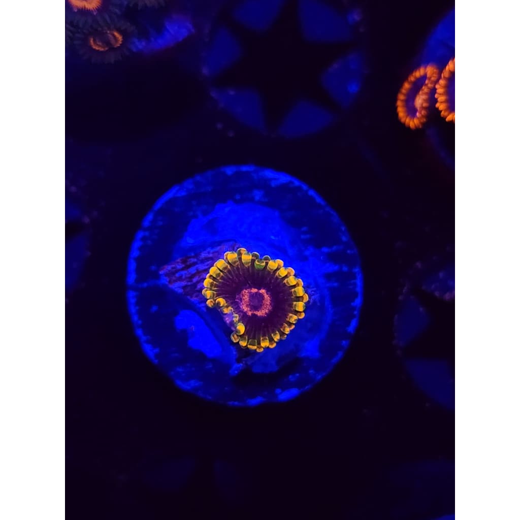 Jedi Mindtrick Zoanthid Frag WYSIWYG!