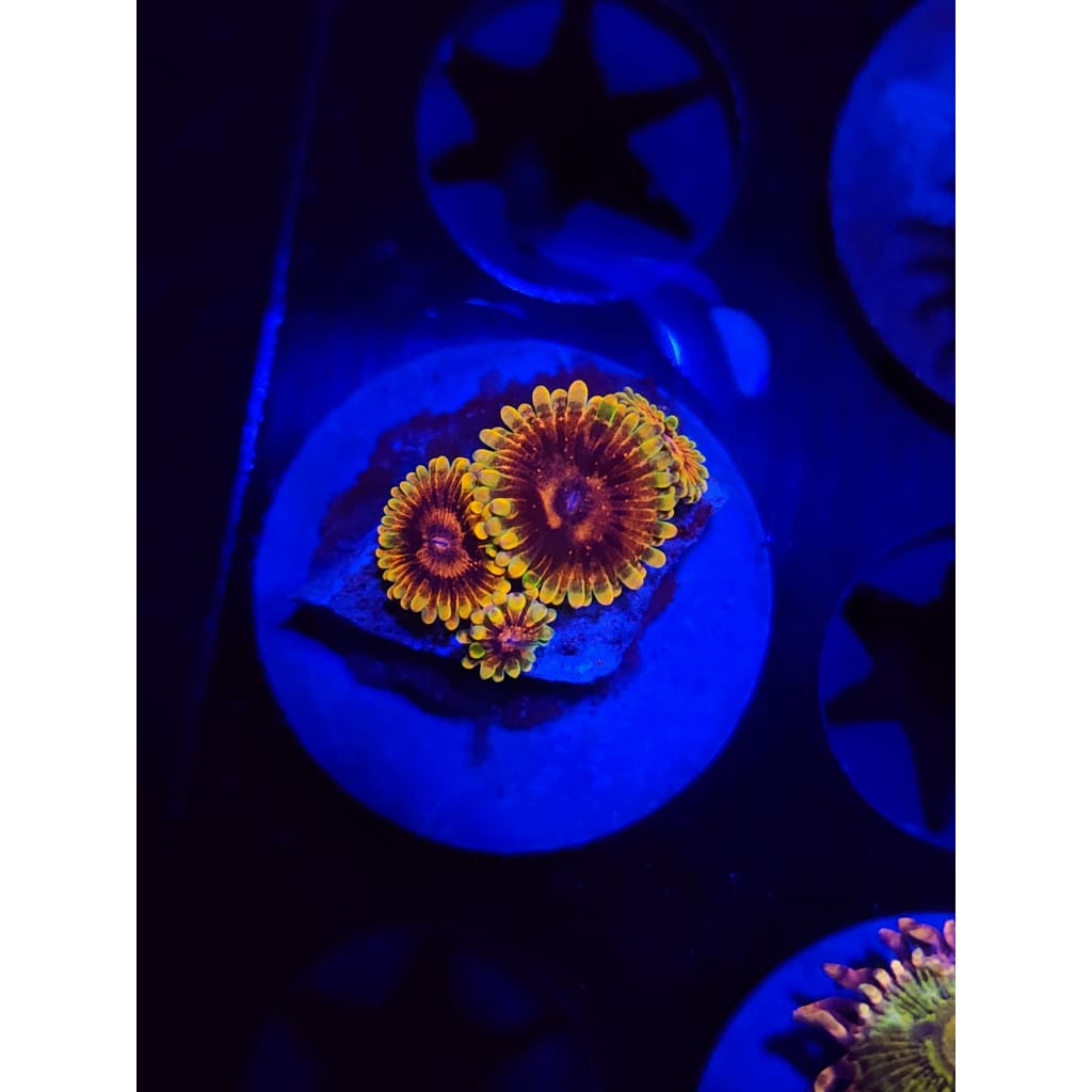 Jedi Mindtricks Zoanthid Frag WYSIWYG!