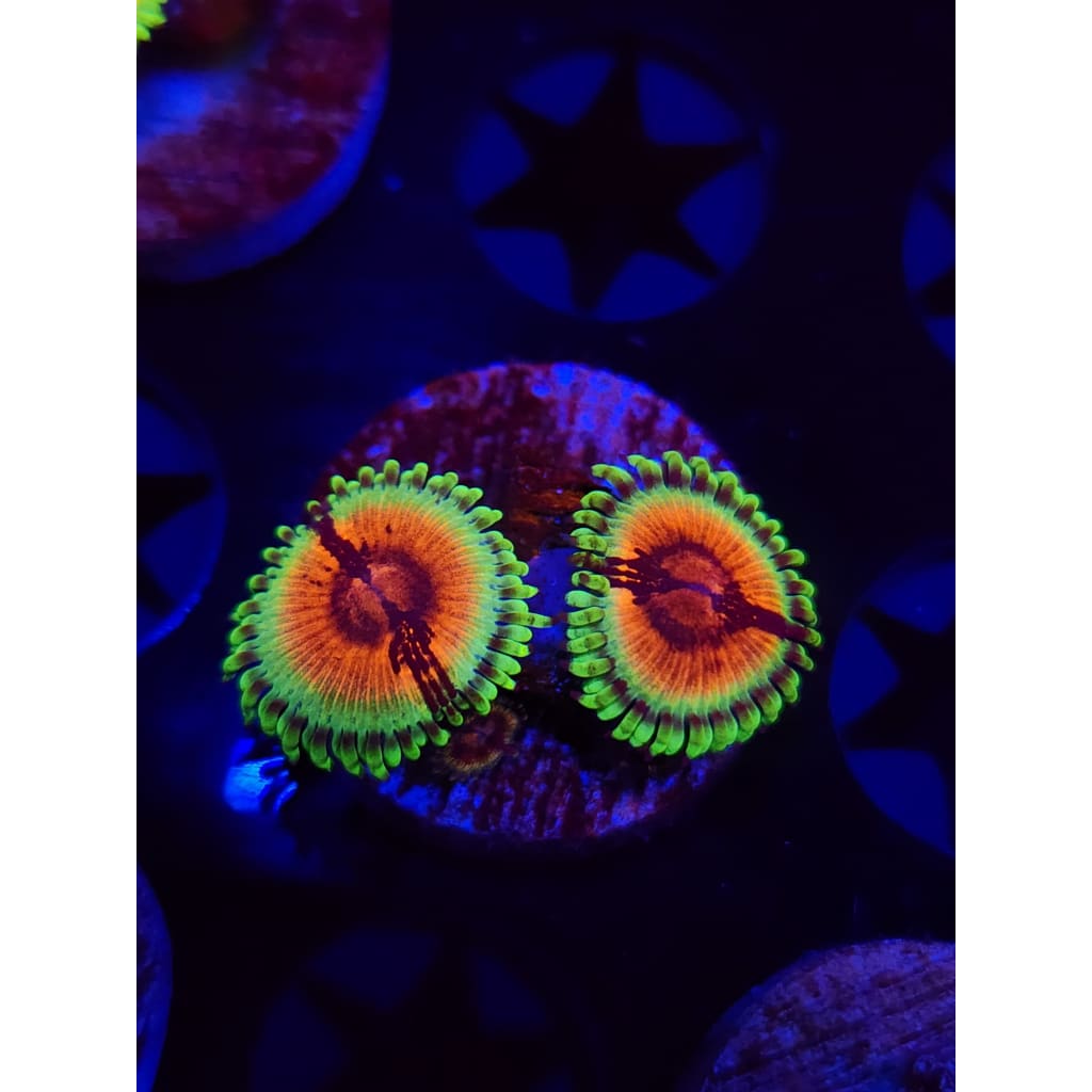 JF Bloodshot Zoanthid Frag WYSIWYG!