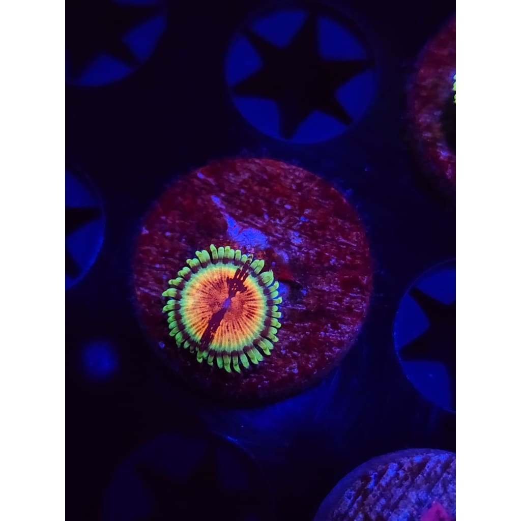 JF Bloodshot Zoanthid Frag WYSIWYG!