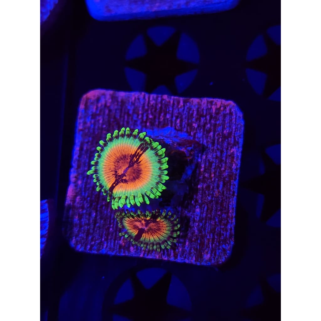 JF Bloodshot Zoanthid Frag WYSIWYG!