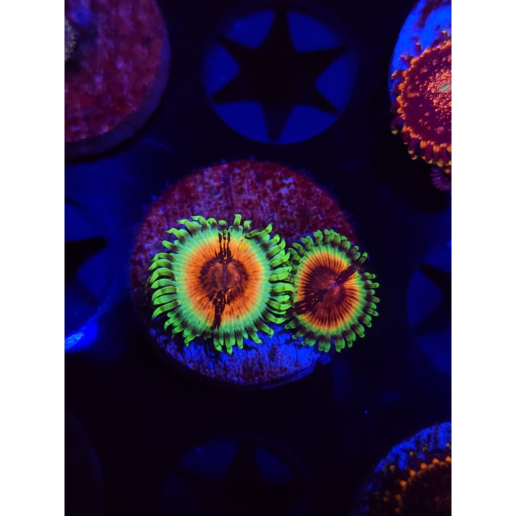 JF Bloodshot Zoanthid Frag WYSIWYG!