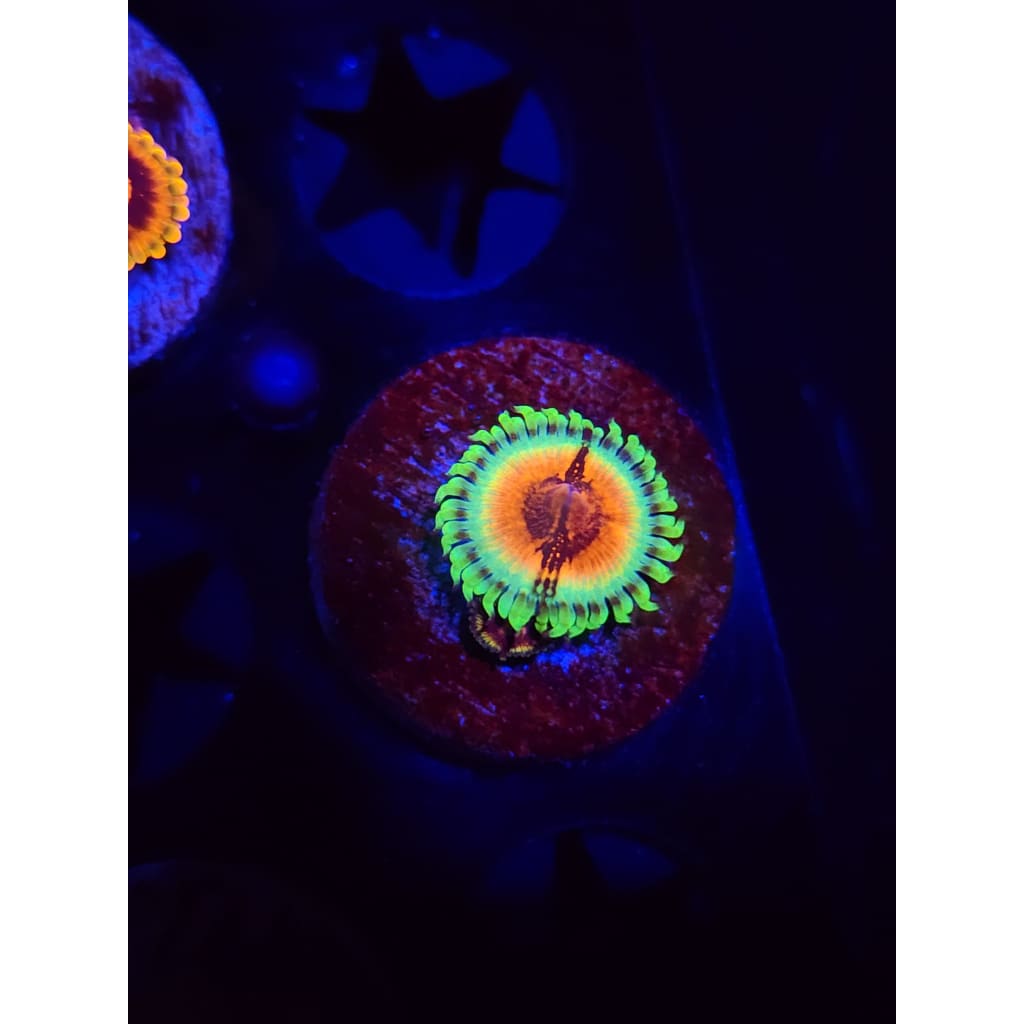 JF Bloodshot Zoanthid Frag WYSIWYG!
