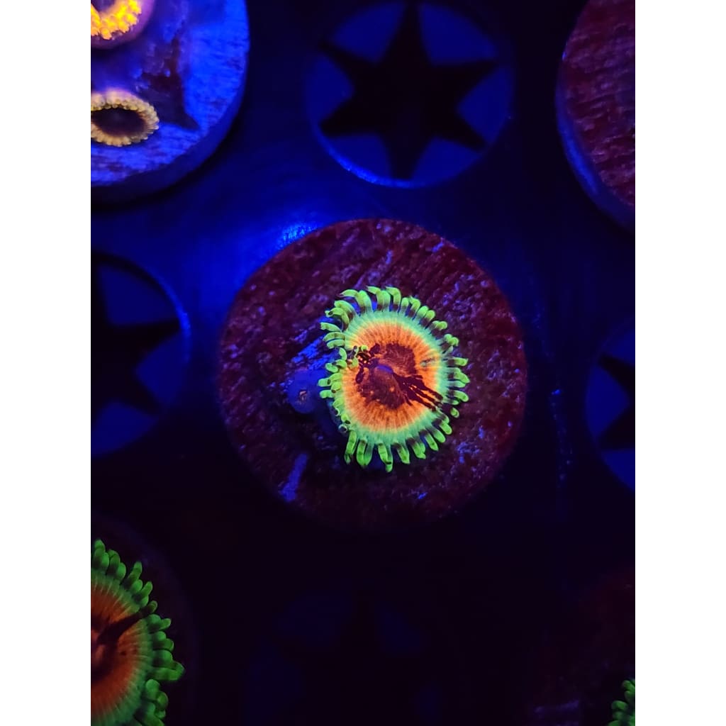 JF Bloodshot Zoanthid Frag WYSIWYG!