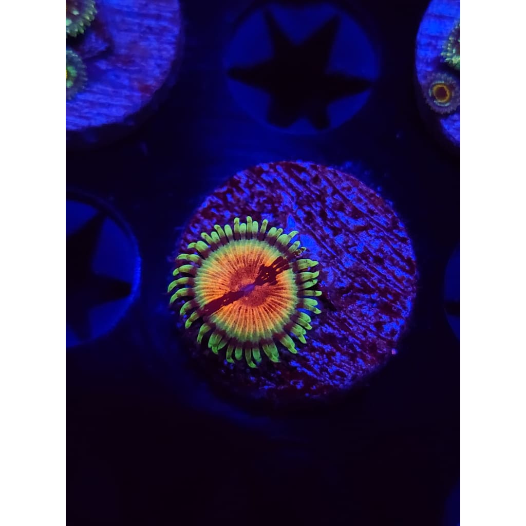 JF Bloodshot Zoanthid Frag WYSIWYG!