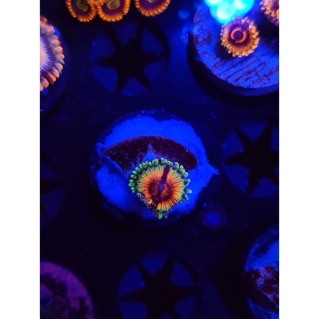 JF Bloodshot Zoanthid Frag WYSIWYG!