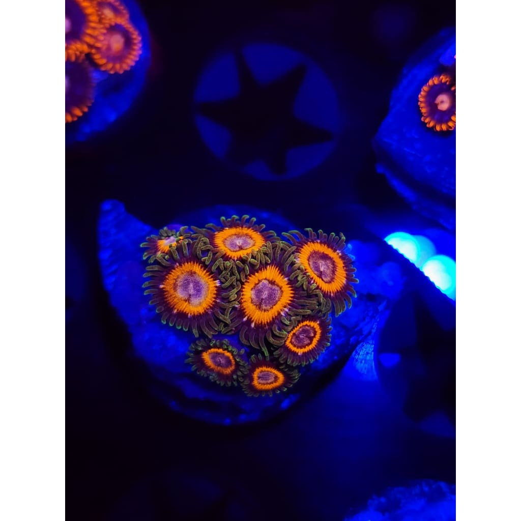 JF Fairy Tales Zoanthid Frag WYSIWYG!