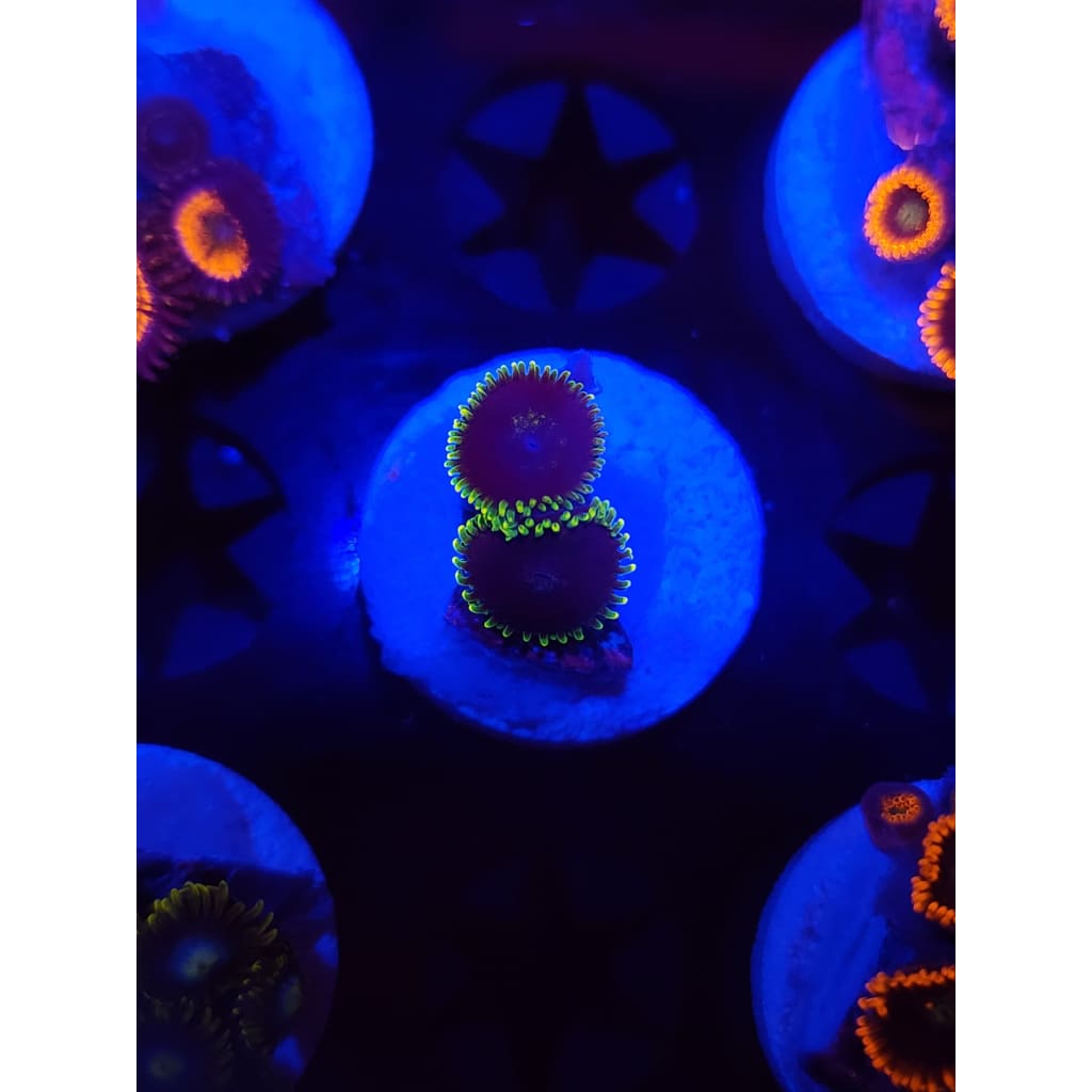 Joker Zoanthid Frag WYSIWYG!