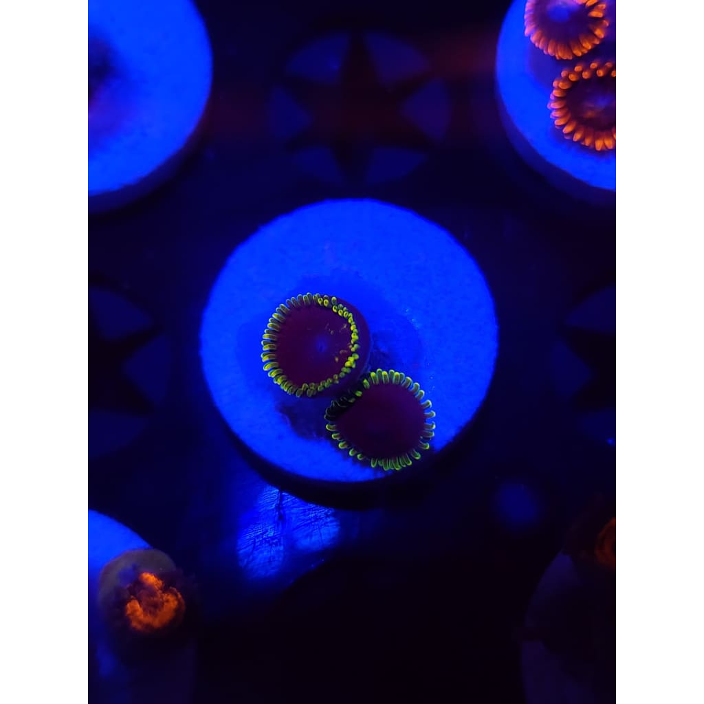 Joker Zoanthid Frag WYSIWYG!