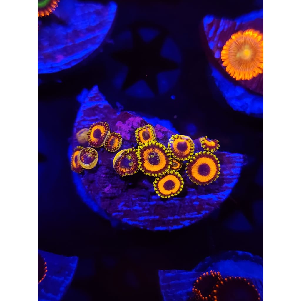 Jungle Juice Zoanthid Frag WYSIWYG!
